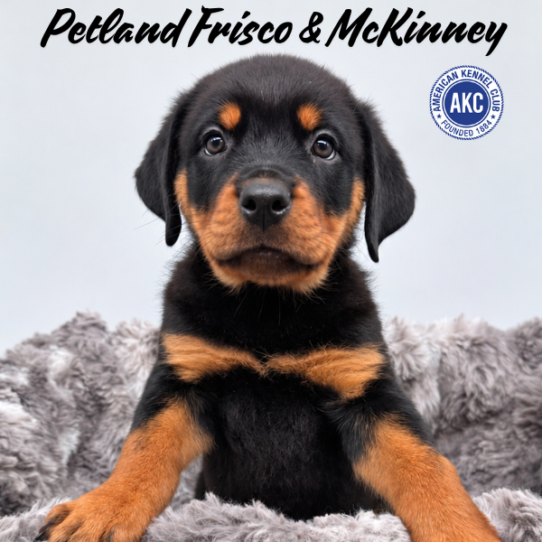 [#262014-09] Black / Tan F Rottweiler Puppies for Sale