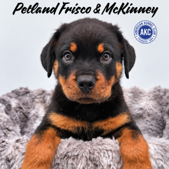 [#262014-05] Black / Tan M Rottweiler Puppies for Sale