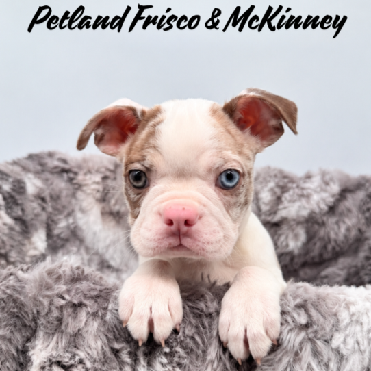 [#262133-03] Red Merle / White M Boston Terrier Puppies for Sale