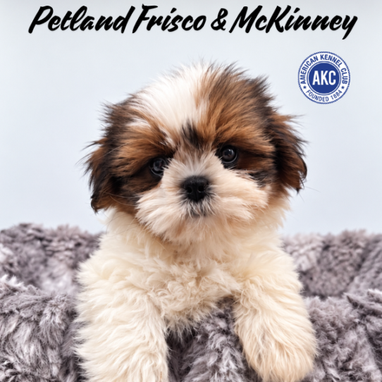 [#262059-03] Sable / White F Shih Tzu Puppies for Sale