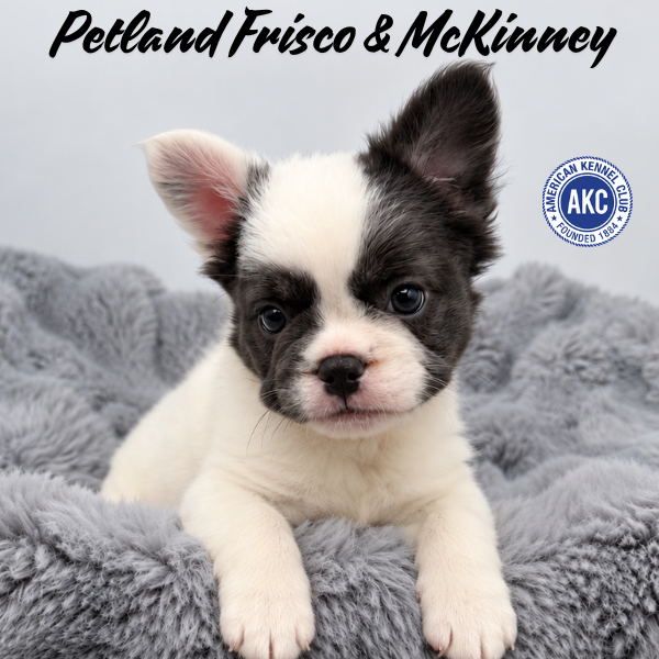 French Bulldog in Allen, TX