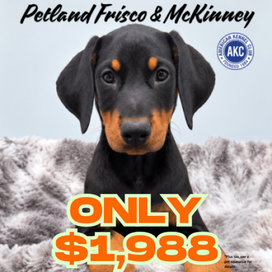 [#262027-07] Black / Rust F Doberman Pinscher Puppies for Sale