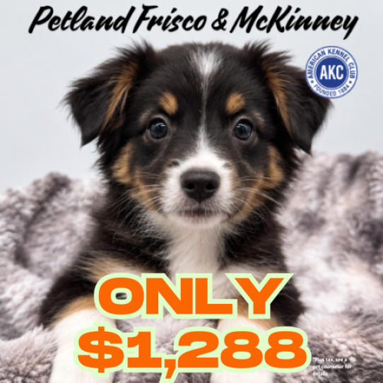 [#261724-06] Tri-Colored F Miniature American Shepherd Puppies for Sale