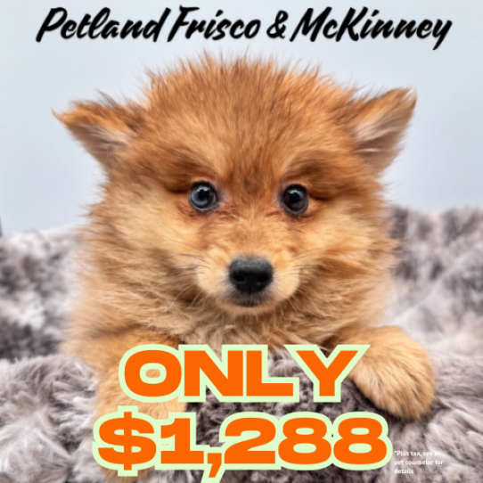 [#N08259] Orange Sable M Pomeranian Puppies for Sale