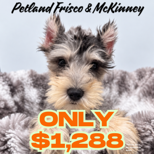 [#2695-02] Blue Merle / Tan M Miniature Schnauzer Puppies for Sale