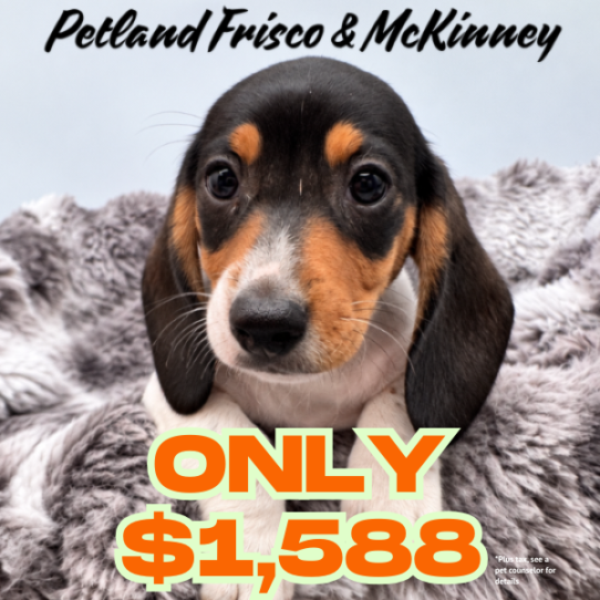 [#N08788] Black and Tan F Dachshund Puppies for Sale