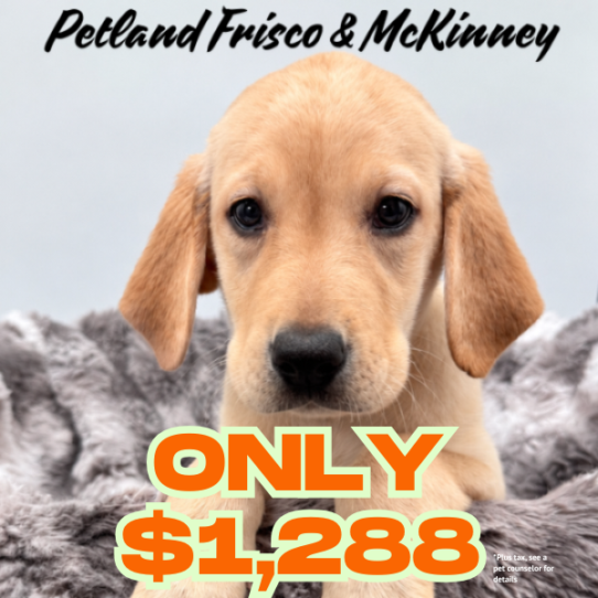 [#N08733] Yellow F Labrador Retriever Puppies for Sale