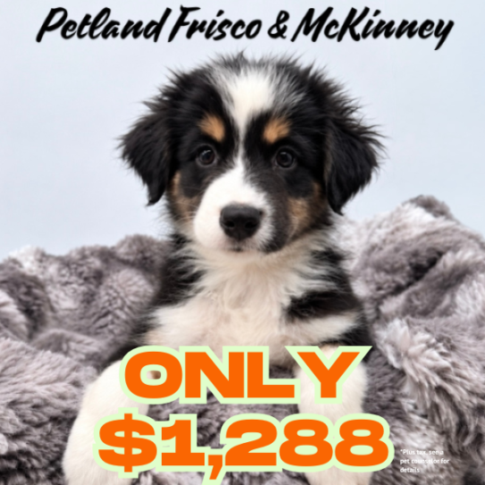Petland Frisco, Mckinney & Arlington, Texas Australian Shepherd puppy available