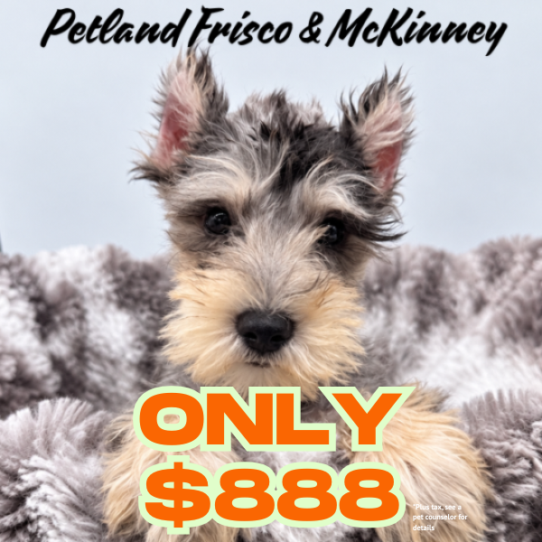 [#2695-02] Blue Merle / Tan M Miniature Schnauzer Puppies for Sale