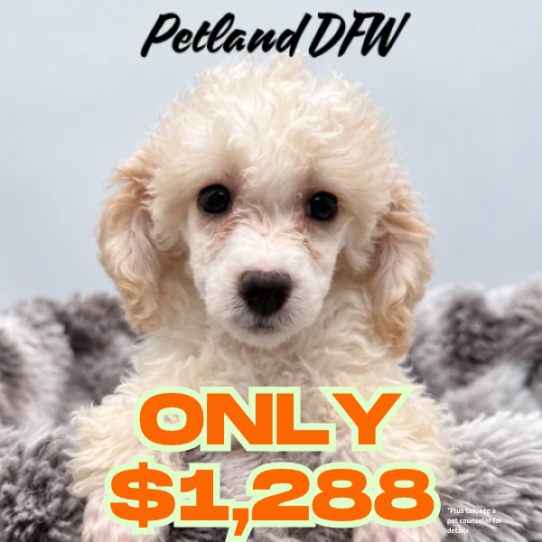 [#N11476] Cream and White F Poodle Puppies for Sale