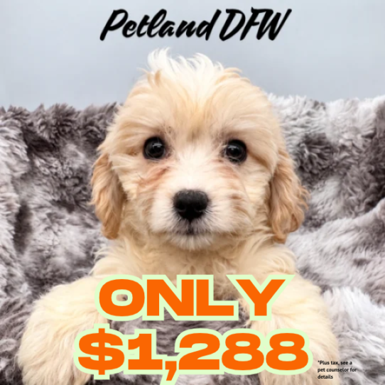Cavachon puppy available now