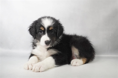 [#N08531] Black White and Tan M Australian Shepherd Puppies for Sale