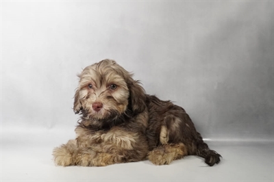 [#N08650] Chocolate Sable M Havanese Puppies for Sale