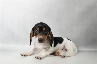 [#N08788] Black and Tan F Dachshund Puppies for Sale