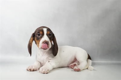 [#N08790] Chocolate and Tan M Dachshund Puppies for Sale