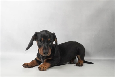 [#N08797] Black and Tan F Dachshund Puppies for Sale