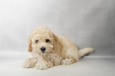 [#N09367] Cream F Bichon Poo Puppies for Sale