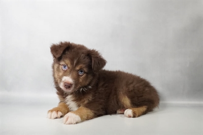 [#N09393] Red and Tan F Toy Australian Shepherd Puppies for Sale