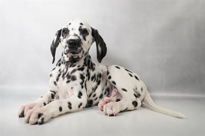 [#N09404] White and Black M Dalmatian Puppies for Sale