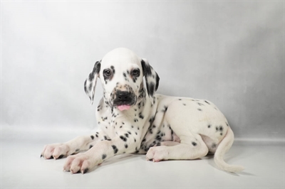 [#N09409] White and Black F Dalmatian Puppies for Sale