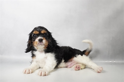 [#N09506] Black and White M Cavalier King Charles Spaniel Puppies for Sale