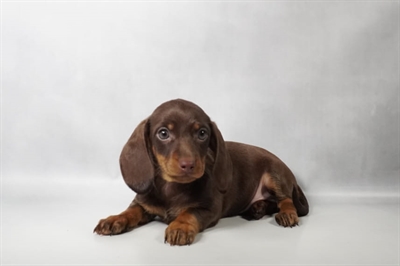 [#N09589] Chocolate and Tan M Dachshund Puppies for Sale