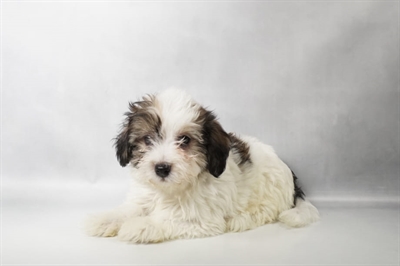 [#N09606] Gold Sable M Havanese Puppies for Sale