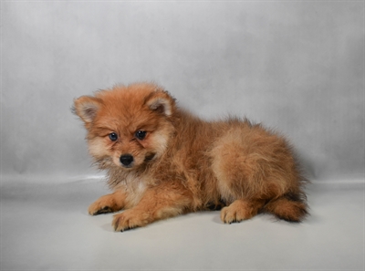 [#N08259] Orange Sable M Pomeranian Puppies for Sale