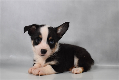 [#N08335] Black Tan and White M Auggie Puppies for Sale