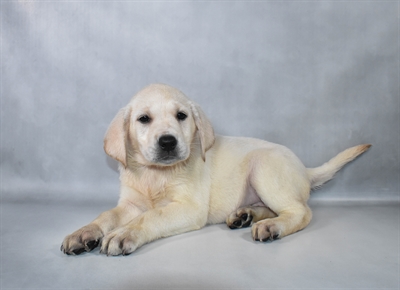 [#N08342] Yellow F Labrador Retriever Puppies for Sale