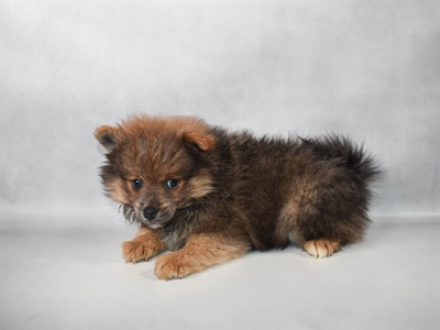 [#N08376] Blue Fawn F Pomeranian Puppies for Sale