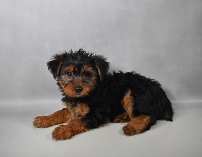 [#N08495] Black and Tan F Yorkshire Terrier Puppies for Sale