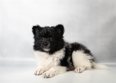 [#N08632] Black and White M Pomeranian Puppies for Sale