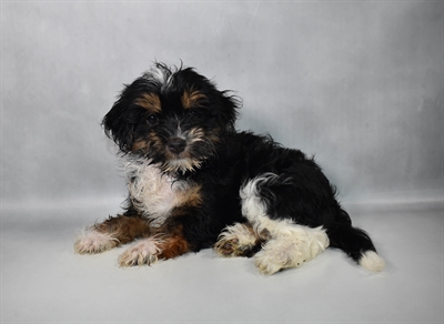 [#N08670] Black White and Brown F Havamalt Puppies for Sale