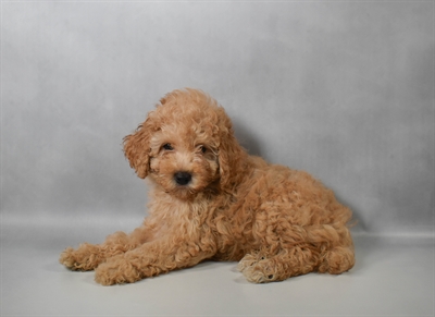 [#N08675] Apricot F Poodle Puppies for Sale