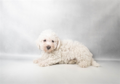 [#N08716] White M Bichon Frise Puppies for Sale