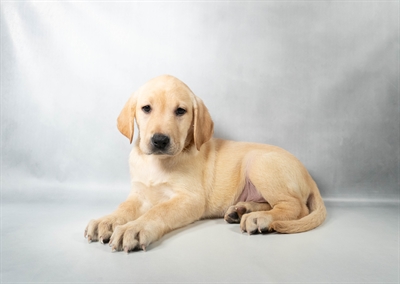 [#N08733] Yellow F Labrador Retriever Puppies for Sale
