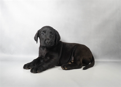 [#N08739] Black M Labrador Retriever Puppies for Sale