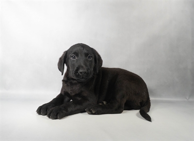 [#N08741] Black M Labrador Retriever Puppies for Sale