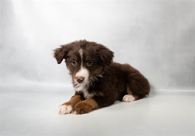 [#N08799] Red and Tan F Toy Australian Shepherd Puppies for Sale