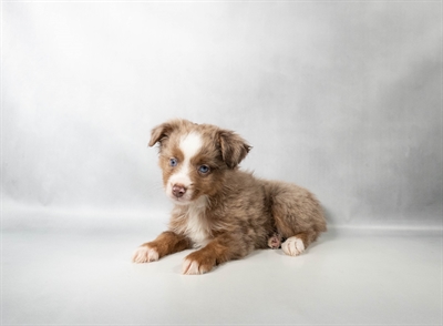 [#N08800] Blue Merle M Toy Australian Shepherd Puppies for Sale