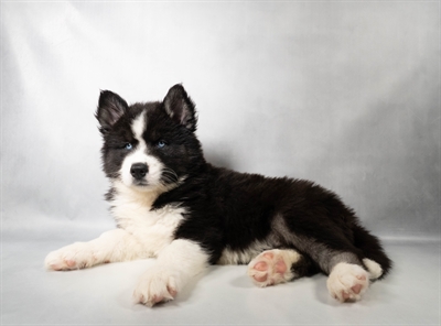 [#N08807] Black Grey and White M Siberian Husky Puppies for Sale