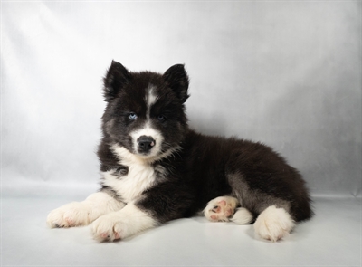 [#N08808] Black Grey and White M Siberian Husky Puppies for Sale