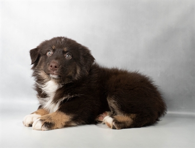 [#N08817] Red F Australian Shepherd Puppies for Sale