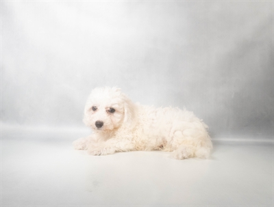 [#N08981] White M Bichon Frise Puppies for Sale