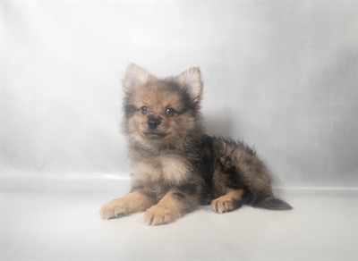 [#N09035] Blue Merle M Pomeranian Puppies for Sale