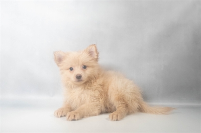 [#N09039] Cream F Pomeranian Puppies for Sale