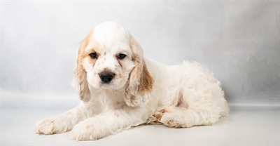 [#N09068] Buff and White F Cocker Spaniel Puppies for Sale