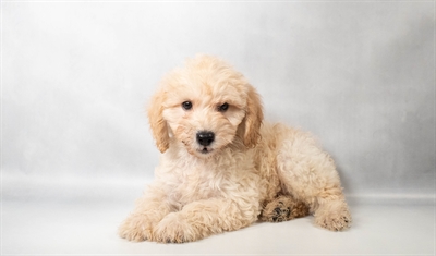 [#N09086] Cream M Schnoodle Puppies for Sale