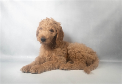 [#N09433] Red M Mini Goldendoodle F1B Puppies for Sale